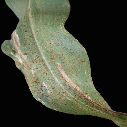 Corn Common Rust