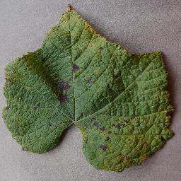 Grape Leaf Blight